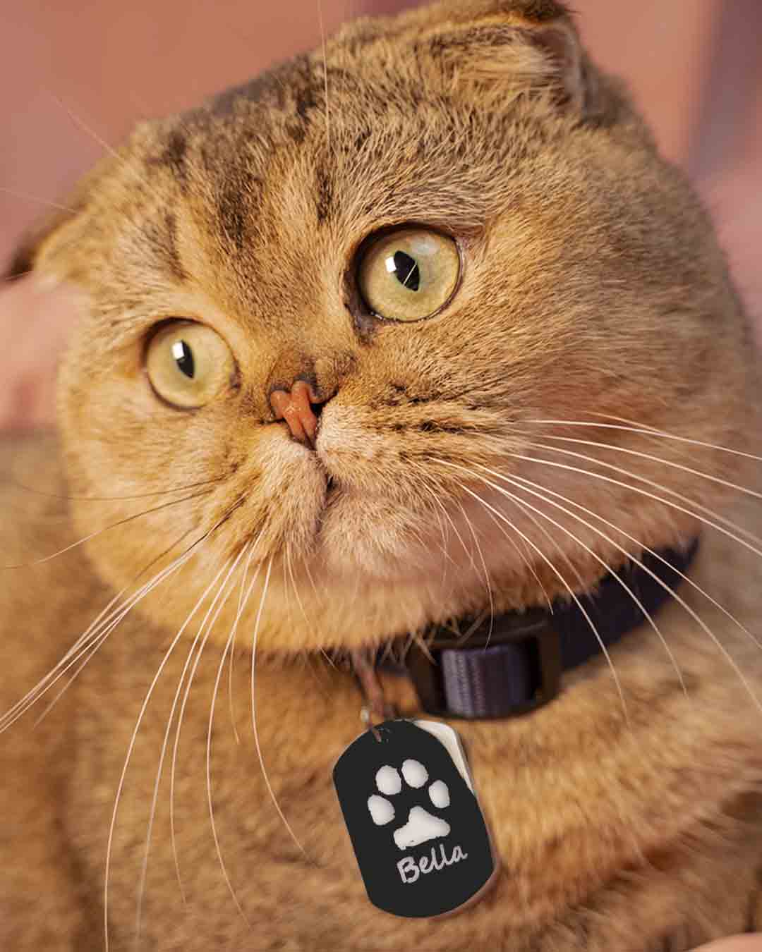 Pet-Collar_Print-Name